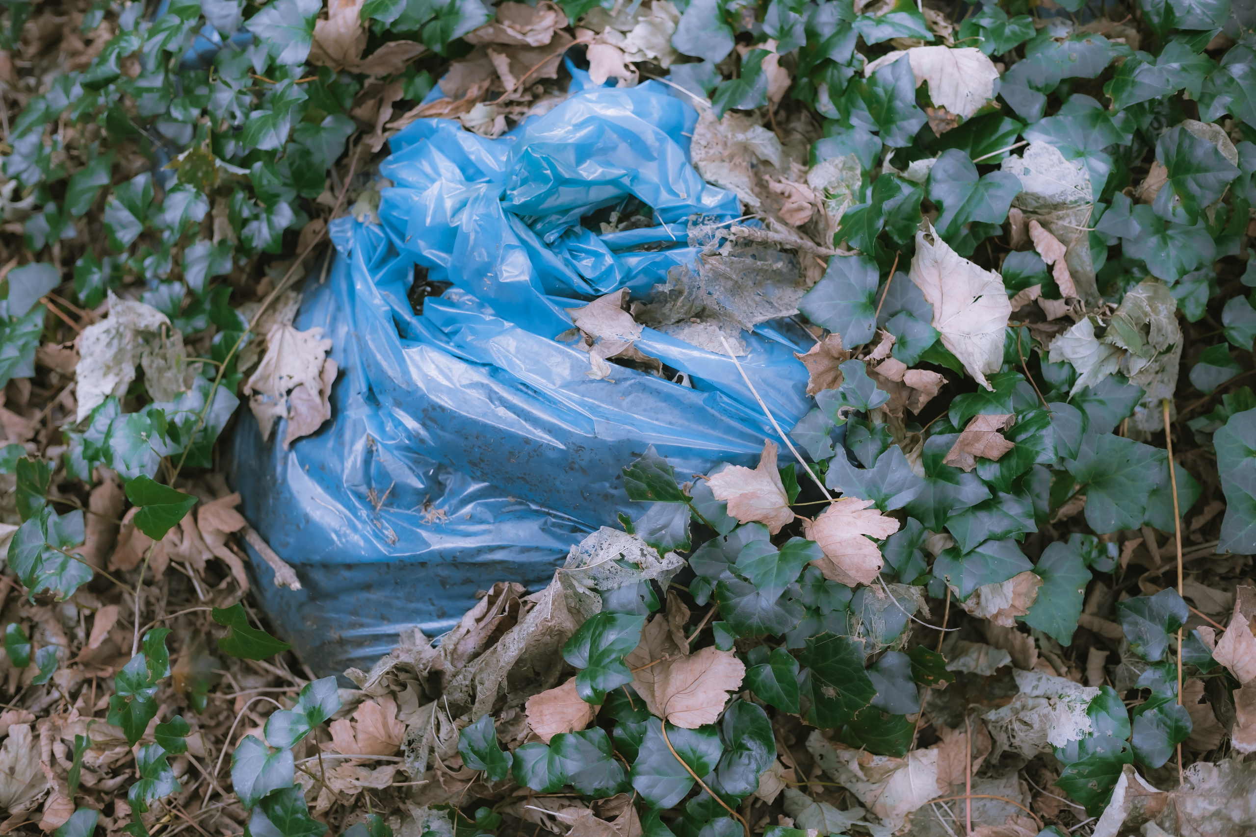 Sherkin Island. Sergey Kior